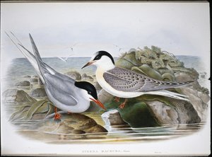 Rybák arktický (Sterna Macrura) (ručně barvený litho) od John (after) Gould