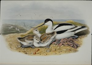 Avocet (Recurvirostra Avocetta) (ručně barvené lito) od John (after) Gould