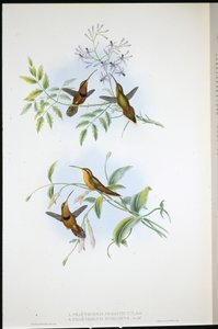 Belted Hermit (Phoethorn