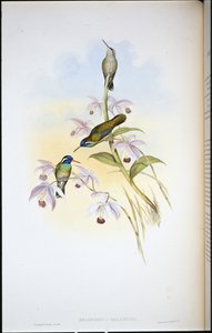 Kolibřík černý (Heliopaedica Melanotis) (ručně barvený litho) od John (after) Gould