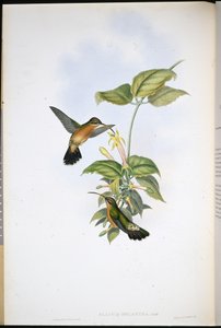 Poustevník černoocasý (Glaucis Melanura) (ručně barvené lito) od John (after) Gould