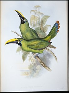Tukan černohrdlý (Aulacoramphus Atrogularis) (ručně barvený litho) od John (after) Gould