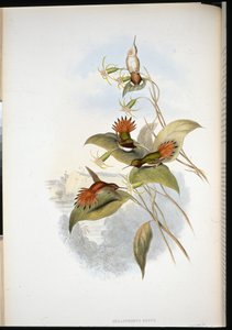 Safír modrohlavý (eucephala grayi) (ručně barvený litho) od John (after) Gould