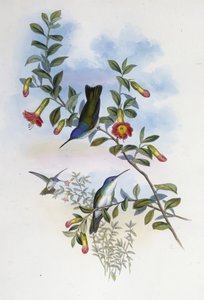 Azurová koruna modrokrká (Cyanomyia Cyanocollis) (ručně barvené litho) od John (after) Gould