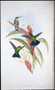 Kolibřík mangový modroocasý (Lampornis Viridis) (ručně barvený litho) od John (after) Gould
