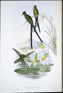 Sylph modroocasý (Cynanthus Cyanurus) (ručně barvený litho) od John (after) Gould
