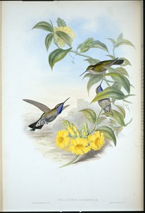 Cazique modrohrdlý (Delattria Clemenciae) (ručně barvené lito) od John (after) Gould