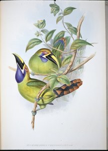 Tukan modrohrdlý (Aulacoramphus Caeruleogularis) (ručně barvený litho)