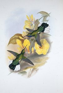Šavlokřídlo modrokrké (Campylopterus Ensipennis) (ručně barvené lito) od John (after) Gould