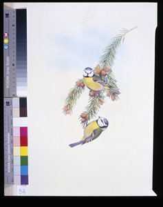 Sýkora modřinka (Parus Caeruleus) (ručně barvené lito) od John (after) Gould