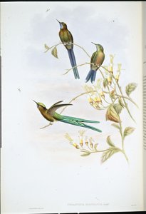 Bolivijský Sylph (Cynanthus Bolivianus) (ručně kolorovaný litho) od John (after) Gould