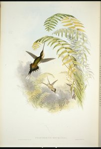 Bourcierův poustevník (Phaethornis Bourcieri) (ručně kolorovaný lito) od John (after) Gould