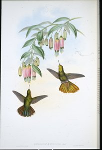 Brassy Tail (Metallura Aeneicauda) (ručně barvené lito) od John (after) Gould