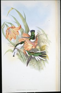 Brazilská víla (Heliothrix Auriculatus) (ručně barvené lito) od John (after) Gould