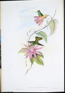Brilantní smaragd (Thaumatias Nitidifrons) (ručně barvené lito) od John (after) Gould