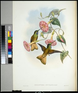 Buff-tailed Star-frontlet (helianthea osculans) (ručně barvené litho) od John (after) Gould