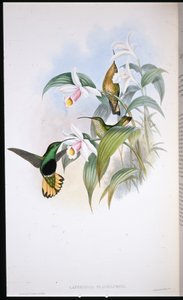 Velvet-breast (Lafresnaya Flavicaudata) (ručně barvené litho) od John (after) Gould