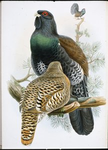 Tetřev hlušec (Tetrao Urogallus) (ručně barvené lito) od John (after) Gould