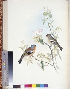 Pěnkava (Fringilla Caelebs) (ručně zbarvené členy) od John (after) Gould