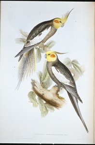 Papoušek kakadu (New Holland Nymph) (ručně barvené litho) od John (after) Gould