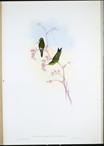 Kolumbijský smaragd (Chlorostilbon Angustipennis) (ručně barvené lito) od John (after) Gould