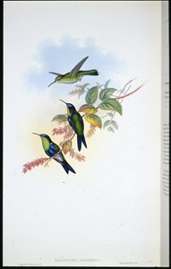 kolumbijské panoplites / coulmbijské lesní nymfy (Thalurania Colombica) (ručně barvené lito) od John (after) Gould