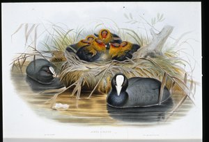 Lyska (Fulica Atra) (ručně barvená lito) od John (after) Gould