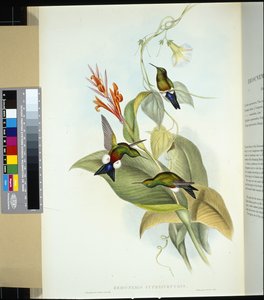 Puff stehýnka měděná (eriocnemis cupreiventris) (ručně barvená lito) od John (after) Gould