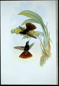 Měděný ocas (Metallura Cupreicauda) (ručně barvený litho) od John (after) Gould