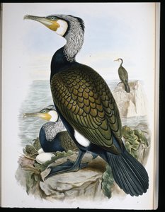 Kormorán (Phalacrocorax Carbo) (ručně barvené lito) od John (after) Gould