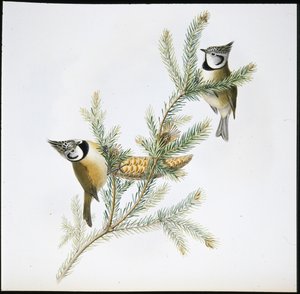Sýkora chocholatá (Parus Cristatus) (ručně barvené lito) od John (after) Gould