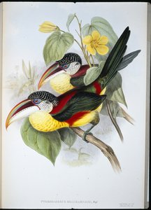 Aracari chocholatý (Pteroglossus Beauharnaisi) (ručně barvené lito) od John (after) Gould