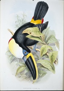 Tukan Cuvierův (Ramphastos Cuvieri) (ručně kolorované lito)