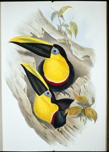 Tukan pochybný (Ramphastos Ambiguus) (ručně barvené lito) od John (after) Gould