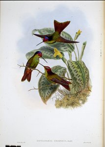 Ekvádorská duha (Diphagane Hesperus) (ručně barvené lito) od John (after) Gould
