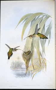 Eurynome Hermit (Phaethornis Eurynome) (ručně barvené lito) od John (after) Gould