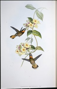Kolibřík kolouchý (Threnetes Cervinicauda) (ručně barvený litho) od John (after) Gould
