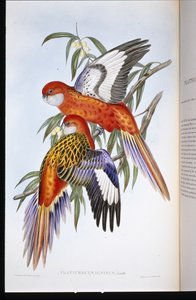 Papoušek ohnivý (platycercus ignitus) (ručně barvený litho) od John (after) Gould