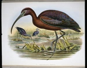 Lesklý kozorožec (Falcinellus Igneus) (barevná rytina) od John (after) Gould