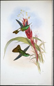 Plumeleteer zlatoocasý (Hypuroptila Urochrysia) (ručně barvený litho) od John (after) Gould
