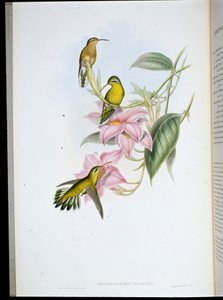 Kolibřík zlatohrdlý (Chryso Bronchus Virescens) (ručně barvený litho) od John (after) Gould