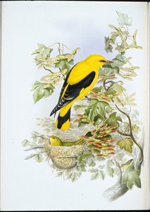 Žluva zlatá (Oriolus Galbula) (ručně barvené lito) od John (after) Gould