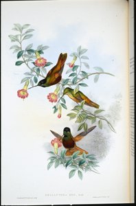 Zlatá hvězda přední (Helianthea Eos) (ručně barvené lito) od John (after) Gould