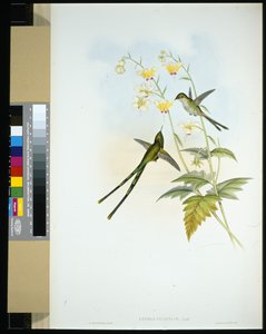 Půvabná vlakonoška (lesbia gracilis) (ručně barvená lito) od John (after) Gould
