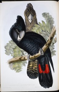Kakadu černý (Calyptorhynchus Macrorhynchus) (ručně barvené litho) od John (after) Gould