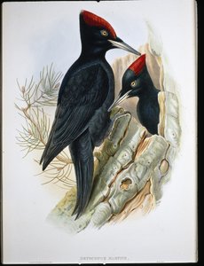 Velký černý datel (Dryocopus Martius) (ručně barvený litho)
