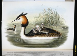 Potápka chocholatá (Podiceps Cristatus) (ručně barvené lito) od John (after) Gould