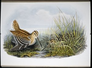 Bekasina velká (Gallinaco Major) (ručně kolorovaná litografie) od John (after) Gould