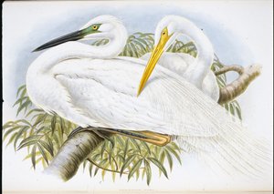 Volavka bílá (Herodias Alba) (ručně kolorovaná lito) od John (after) Gould