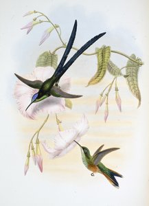 Velký vidloocasý kolibřík (Hylonymphia Macrocerca) (ručně barvený litho) od John (after) Gould